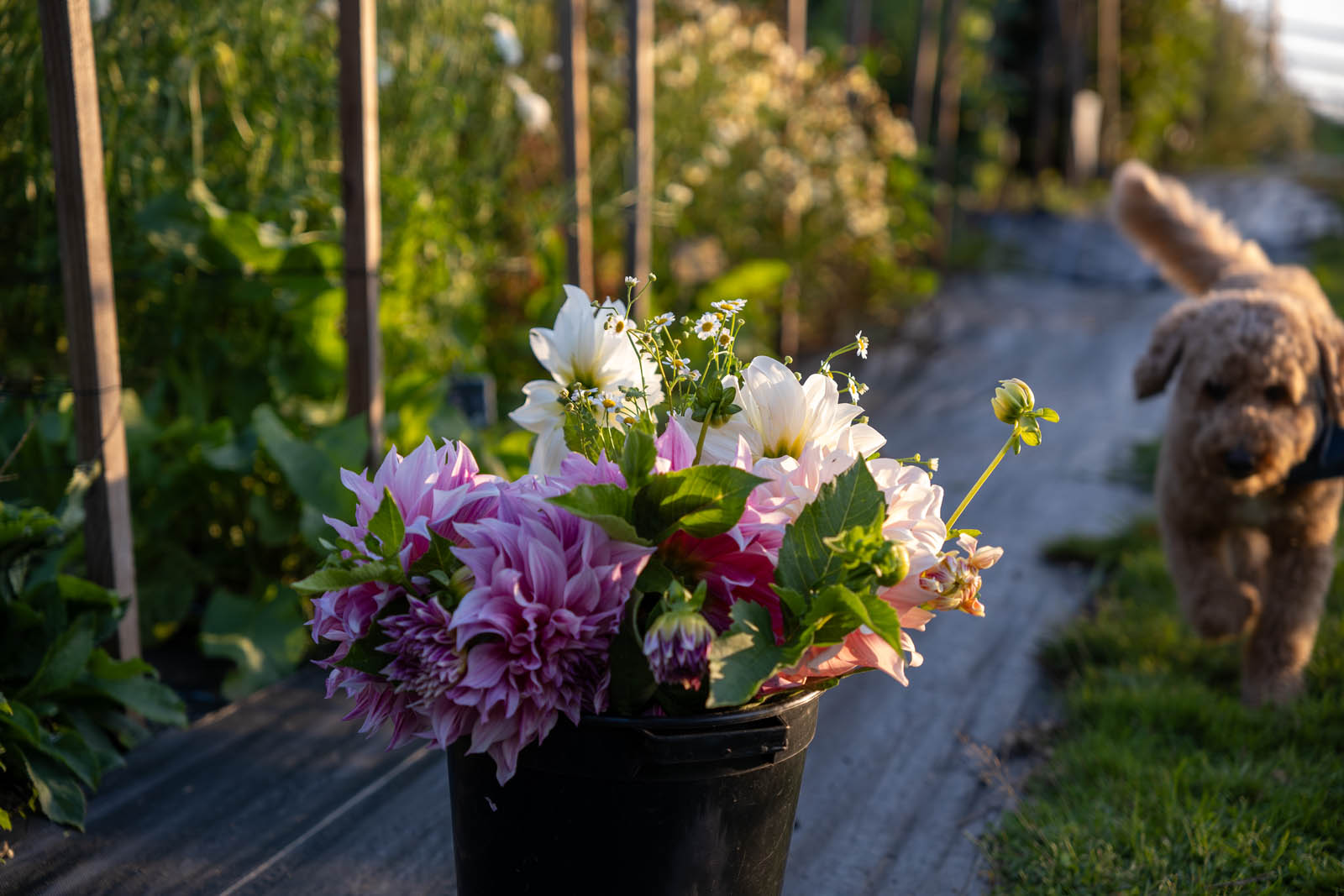 Seasonal flower buckets from Hydons Flower Farm