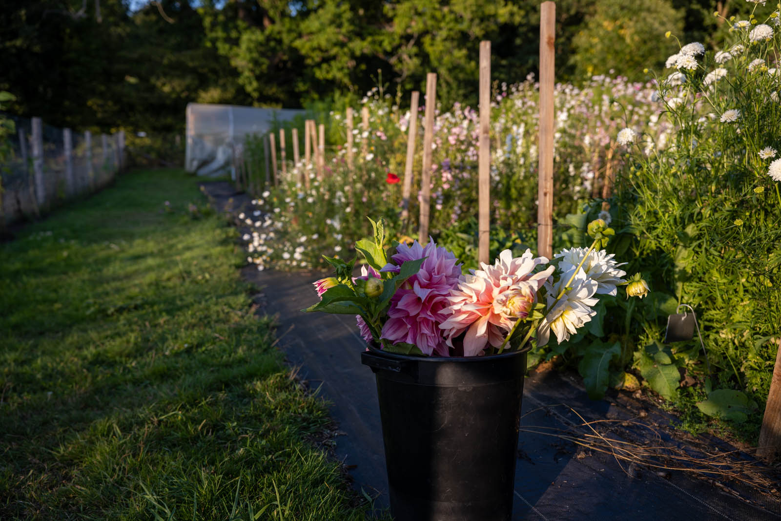 Visitors picking flowers in the field